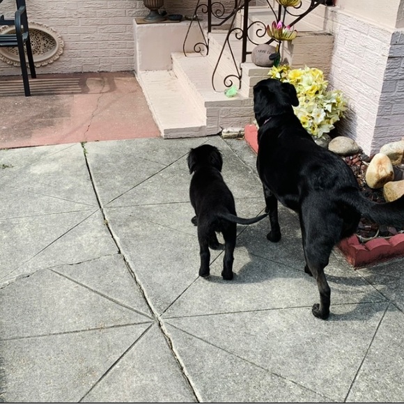 Pics and a little about me🌷VET BILLS ARE PILING UP! MAKE OFFERS PLEASE!🙏🏼🙏🏼🙏🏼 - Picture 11 of 16